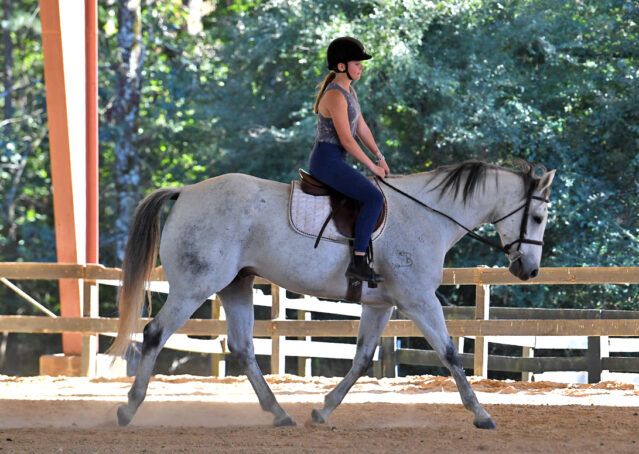 011-Perry-Gray-AQHA-Gelding-For-Sale-English-Western-Dressage-hunter-trails-beginner-california-colorado