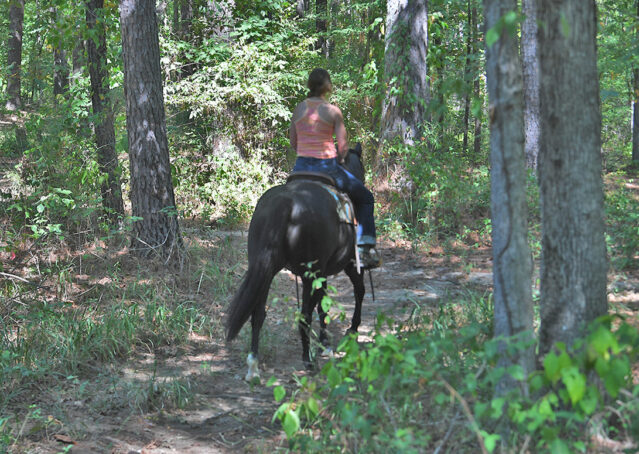 012-Kohl-Black-AQHA-Gelding-Family-Ranch-Trails-For-Sale