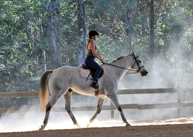 012-Perry-Gray-AQHA-Gelding-For-Sale-English-Western-Dressage-hunter-trails-beginner-california-colorado