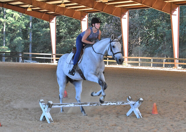 013-Perry-Gray-AQHA-Gelding-For-Sale-English-Western-Dressage-hunter-trails-beginner-california-colorado