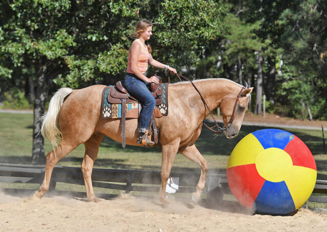 014-Colt-AQHA-Golden-Palomino-Gelding-Trails-Roping-Rope-Head-Heading-Heeling-horse-for-sale