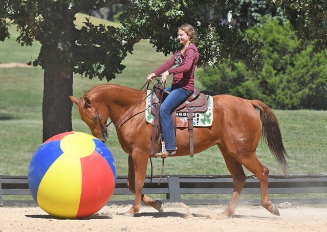 015-Chex-Chestnut-AQHA-Reiner-Nu-Checks-To-Cash-Wimpys-Little-Step-Family-Ranch-Trails-Kids-Beginner-Husband-Horse-For-Sale