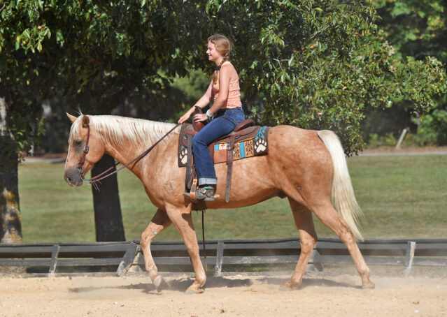 015-Colt-AQHA-Golden-Palomino-Gelding-Trails-Roping-Rope-Head-Heading-Heeling-horse-for-sale
