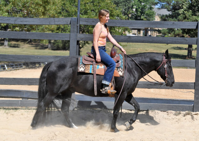 016-Kohl-Black-AQHA-Gelding-Family-Ranch-Trails-For-Sale