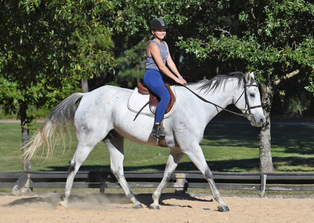 016-Perry-Gray-AQHA-Gelding-For-Sale-English-Western-Dressage-hunter-trails-beginner-california-colorado