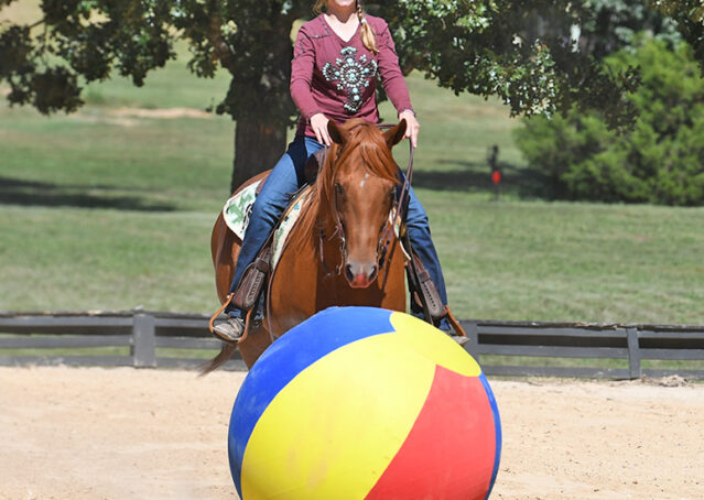 017-Chex-Chestnut-AQHA-Reiner-Nu-Checks-To-Cash-Wimpys-Little-Step-Family-Ranch-Trails-Kids-Beginner-Husband-Horse-For-Sale
