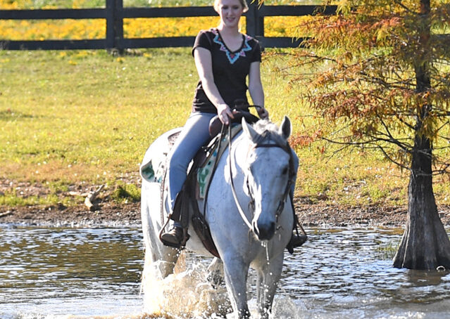 017-Perry-Gray-AQHA-Gelding-For-Sale-English-Western-Dressage-hunter-trails-beginner-california-colorado