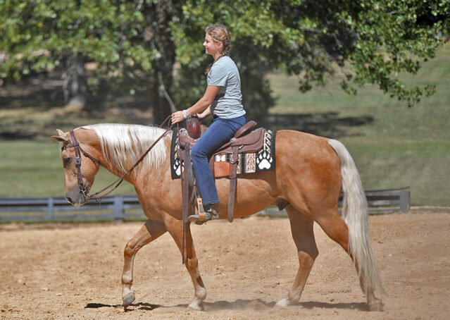 018-Carmelo-Quarter-Horse-Gelding-Golden-Palomino-Blonde-Flaxen-Mane-Tail-Rope-Heeling-Heel-ranch-kids-gentle-family-trails-trail-premier-california