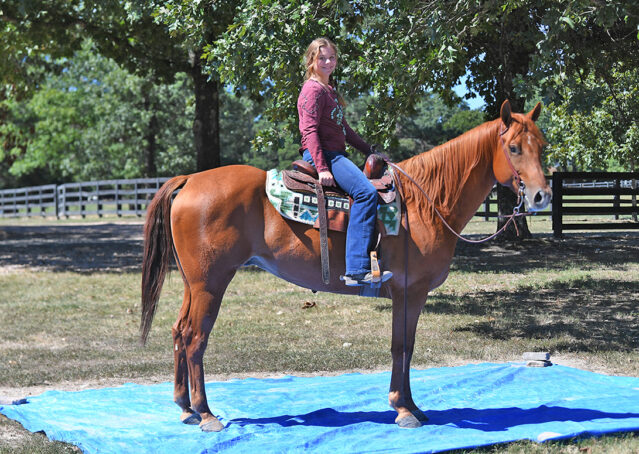 018-Chex-Chestnut-AQHA-Reiner-Nu-Checks-To-Cash-Wimpys-Little-Step-Family-Ranch-Trails-Kids-Beginner-Husband-Horse-For-Sale
