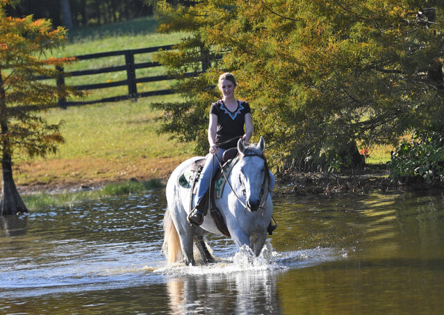 018-Perry-Gray-AQHA-Gelding-For-Sale-English-Western-Dressage-hunter-trails-beginner-california-colorado