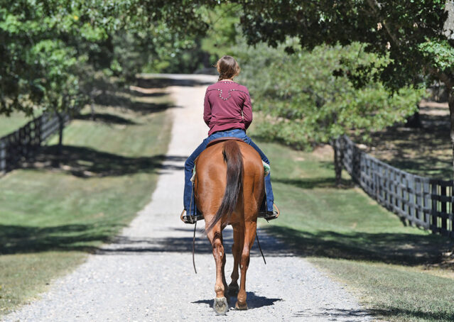 019-Chex-Chestnut-AQHA-Reiner-Nu-Checks-To-Cash-Wimpys-Little-Step-Family-Ranch-Trails-Kids-Beginner-Husband-Horse-For-Sale