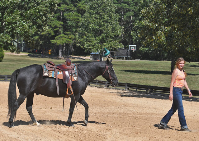 019-Kohl-Black-AQHA-Gelding-Family-Ranch-Trails-For-Sale