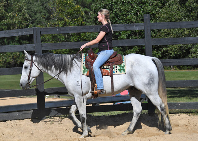 021-Perry-Gray-AQHA-Gelding-For-Sale-English-Western-Dressage-hunter-trails-beginner-california-colorado