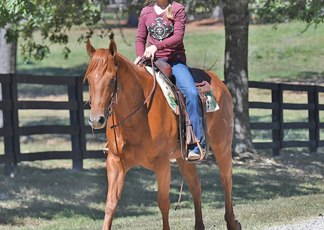 022-Chex-Chestnut-AQHA-Reiner-Nu-Checks-To-Cash-Wimpys-Little-Step-Family-Ranch-Trails-Kids-Beginner-Husband-Horse-For-Sale