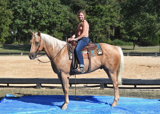 022-Colt-AQHA-Golden-Palomino-Gelding-Trails-Roping-Rope-Head-Heading-Heeling-horse-for-sale