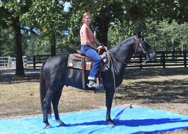 022-Kohl-Black-AQHA-Gelding-Family-Ranch-Trails-For-Sale