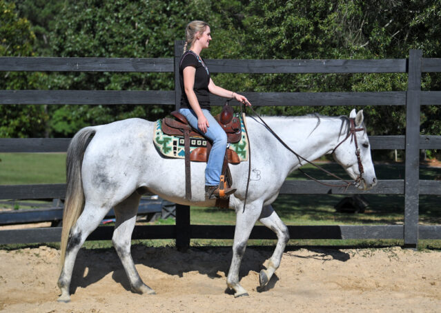 022-Perry-Gray-AQHA-Gelding-For-Sale-English-Western-Dressage-hunter-trails-beginner-california-colorado