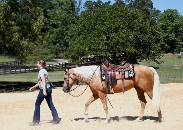 023-Carmelo-Quarter-Horse-Gelding-Golden-Palomino-Blonde-Flaxen-Mane-Tail-Rope-Heeling-Heel-ranch-kids-gentle-family-trails-trail-premier-california