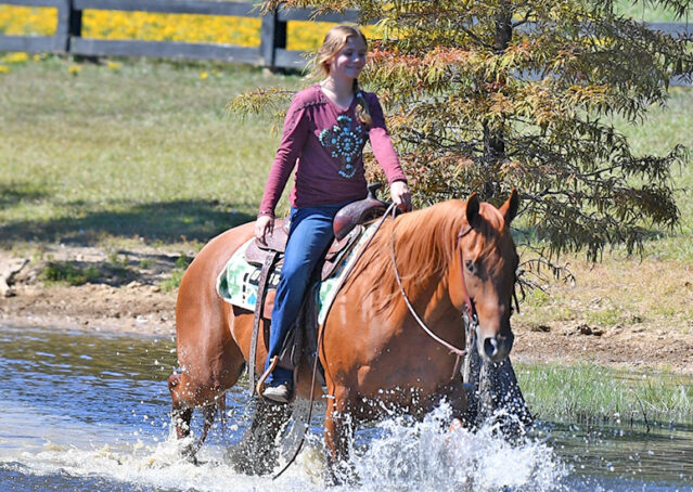 023-Chex-Chestnut-AQHA-Reiner-Nu-Checks-To-Cash-Wimpys-Little-Step-Family-Ranch-Trails-Kids-Beginner-Husband-Horse-For-Sale
