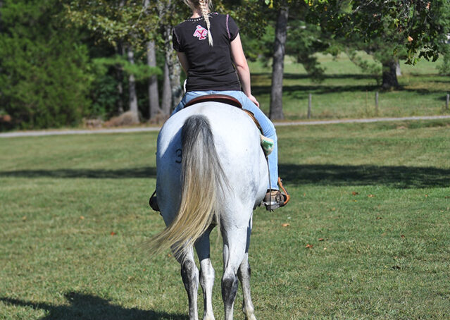 023-Perry-Gray-AQHA-Gelding-For-Sale-English-Western-Dressage-hunter-trails-beginner-california-colorado