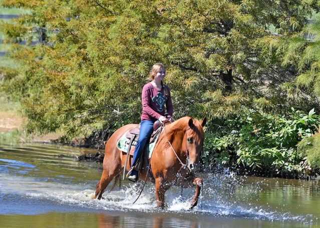024-Chex-Chestnut-AQHA-Reiner-Nu-Checks-To-Cash-Wimpys-Little-Step-Family-Ranch-Trails-Kids-Beginner-Husband-Horse-For-Sale