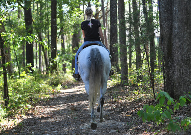 025-Perry-Gray-AQHA-Gelding-For-Sale-English-Western-Dressage-hunter-trails-beginner-california-colorado
