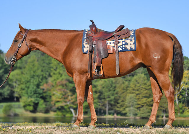026-Chex-Chestnut-AQHA-Reiner-Nu-Checks-To-Cash-Wimpys-Little-Step-Family-Ranch-Trails-Kids-Beginner-Husband-Horse-For-Sale