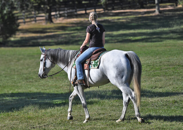 026-Perry-Gray-AQHA-Gelding-For-Sale-English-Western-Dressage-hunter-trails-beginner-california-colorado