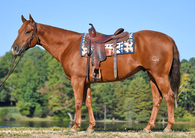 027-Chex-Chestnut-AQHA-Reiner-Nu-Checks-To-Cash-Wimpys-Little-Step-Family-Ranch-Trails-Kids-Beginner-Husband-Horse-For-Sale