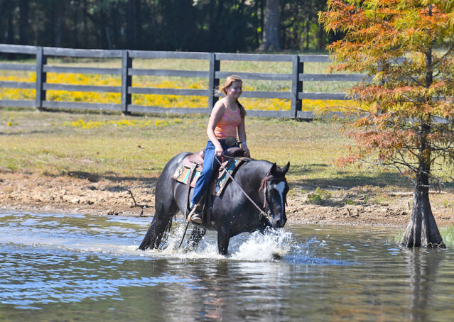 027-Kohl-Black-AQHA-Gelding-Family-Ranch-Trails-For-Sale