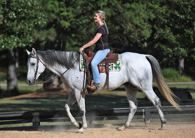 027-Perry-Gray-AQHA-Gelding-For-Sale-English-Western-Dressage-hunter-trails-beginner-california-colorado