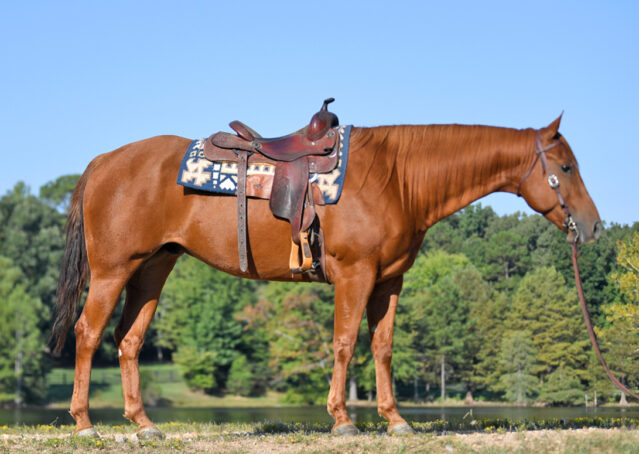 028-Chex-Chestnut-AQHA-Reiner-Nu-Checks-To-Cash-Wimpys-Little-Step-Family-Ranch-Trails-Kids-Beginner-Husband-Horse-For-Sale