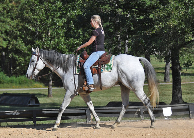 028-Perry-Gray-AQHA-Gelding-For-Sale-English-Western-Dressage-hunter-trails-beginner-california-colorado