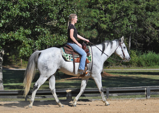 029-Perry-Gray-AQHA-Gelding-For-Sale-English-Western-Dressage-hunter-trails-beginner-california-colorado