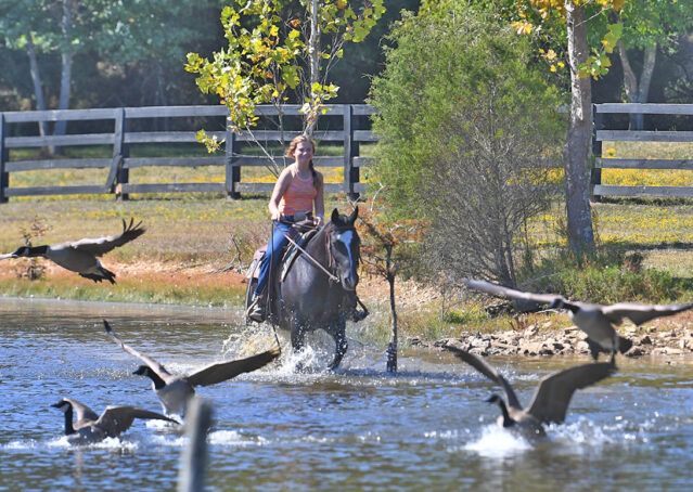 030-Kohl-Black-AQHA-Gelding-Family-Ranch-Trails-For-Sale