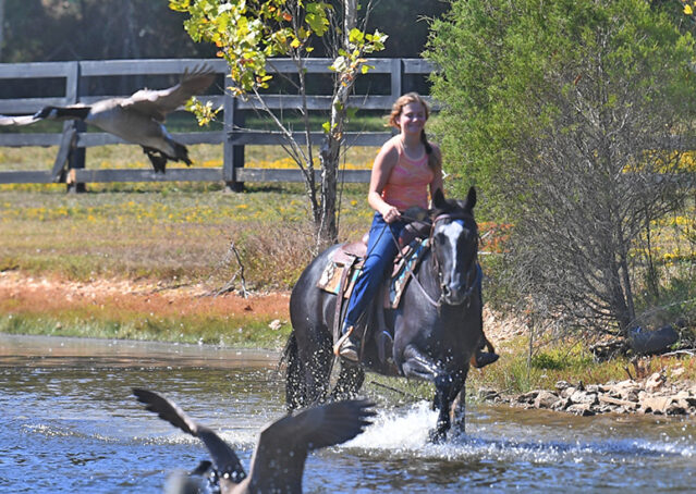031-Kohl-Black-AQHA-Gelding-Family-Ranch-Trails-For-Sale