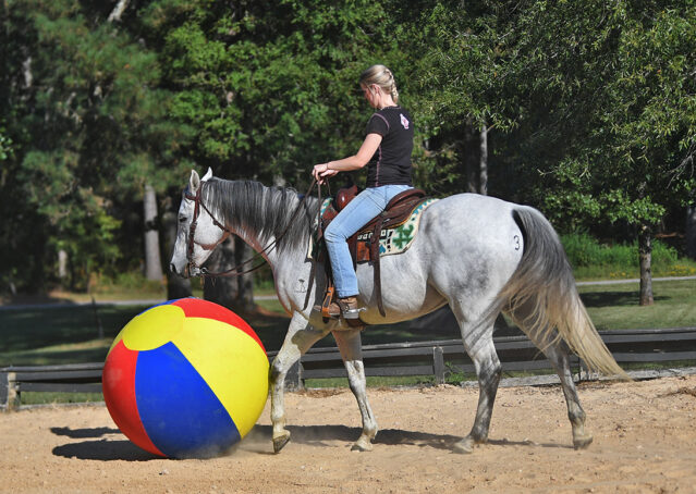 031-Perry-Gray-AQHA-Gelding-For-Sale-English-Western-Dressage-hunter-trails-beginner-california-colorado