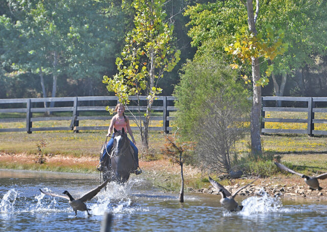 032-Kohl-Black-AQHA-Gelding-Family-Ranch-Trails-For-Sale
