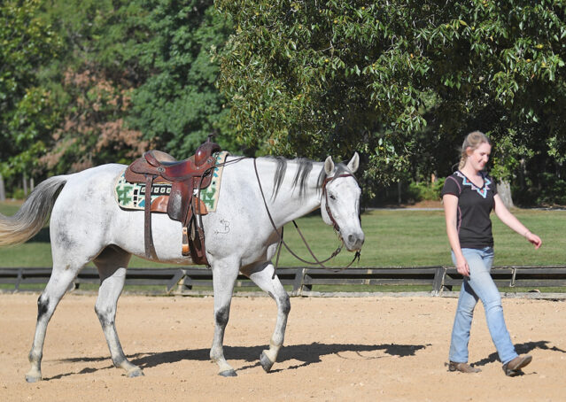 034-Perry-Gray-AQHA-Gelding-For-Sale-English-Western-Dressage-hunter-trails-beginner-california-colorado