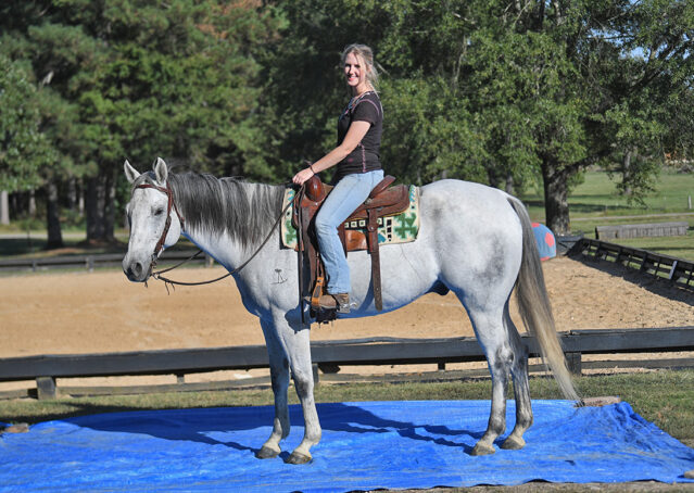 036-Perry-Gray-AQHA-Gelding-For-Sale-English-Western-Dressage-hunter-trails-beginner-california-colorado