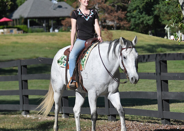 038-Perry-Gray-AQHA-Gelding-For-Sale-English-Western-Dressage-hunter-trails-beginner-california-colorado