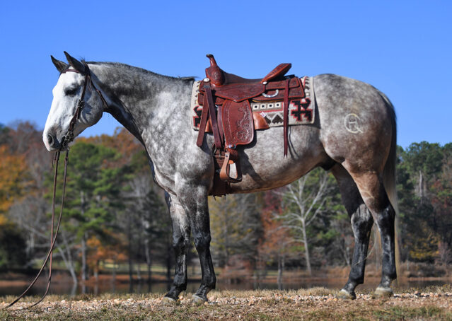 002-Curtis-Grey-Gray-AQHA-Quarter-Horse-Gelding-Rope-Roping-Gentle-Playgun-For-Sale