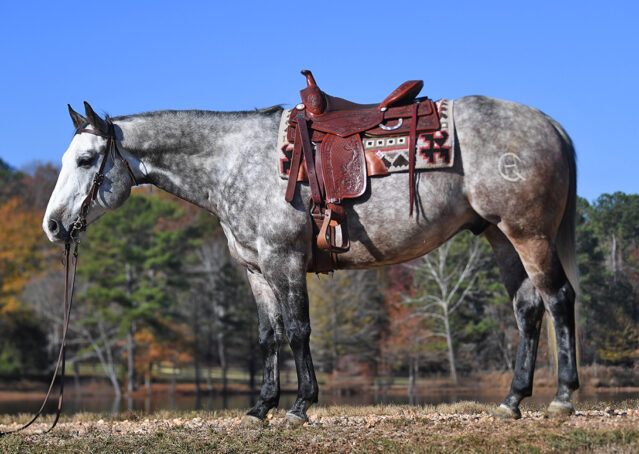003-Curtis-Grey-Gray-AQHA-Quarter-Horse-Gelding-Rope-Roping-Gentle-Playgun-For-Sale