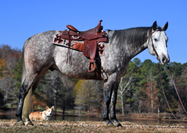 004-Curtis-Grey-Gray-AQHA-Quarter-Horse-Gelding-Rope-Roping-Gentle-Playgun-For-Sale