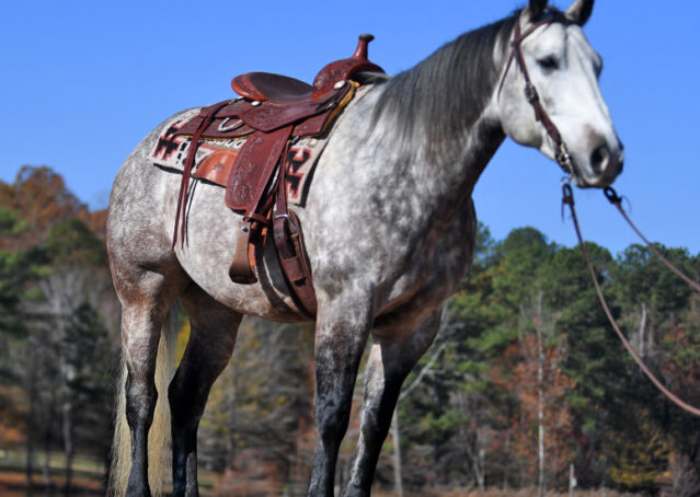 007-Curtis-Grey-Gray-AQHA-Quarter-Horse-Gelding-Rope-Roping-Gentle-Playgun-For-Sale