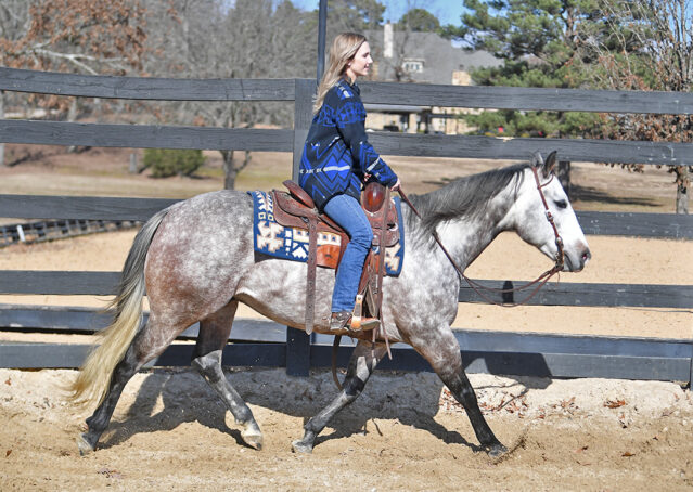 009-Curtis-Grey-Gray-AQHA-Quarter-Horse-Gelding-Rope-Roping-Gentle-Playgun-For-Sale
