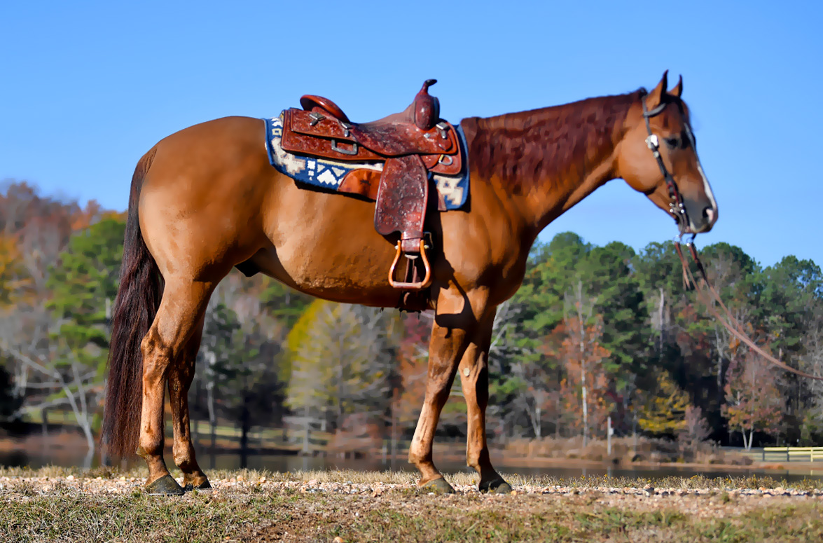 Prairie Classic 2024 Aqha Image to u