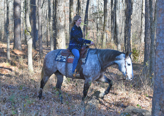 012-Curtis-Grey-Gray-AQHA-Quarter-Horse-Gelding-Rope-Roping-Gentle-Playgun-For-Sale