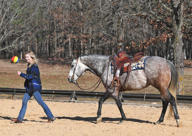 022-Curtis-Grey-Gray-AQHA-Quarter-Horse-Gelding-Rope-Roping-Gentle-Playgun-For-Sale