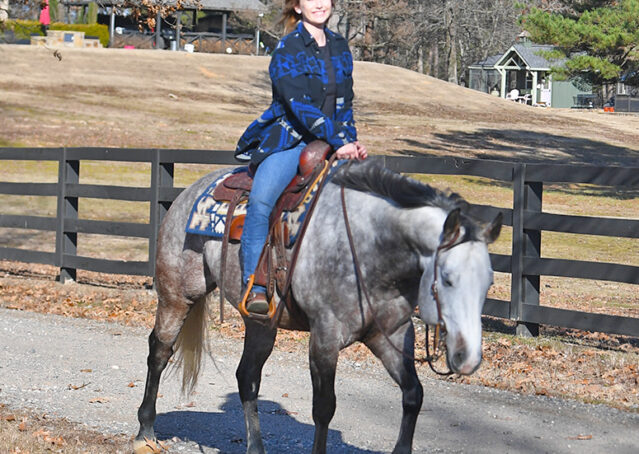 027-Curtis-Grey-Gray-AQHA-Quarter-Horse-Gelding-Rope-Roping-Gentle-Playgun-For-Sale